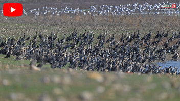 Diyarbakır'da eşsiz manzara: Binlercesi ilk kez birarada!