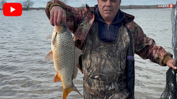 Meriç ve Tunca taştı, sular altında kalan tarlaları balıklar bastı