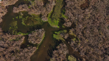Avrupa'da eşi benzeri yok! 5 ay önce kurumuştu, küllerinden doğdu!