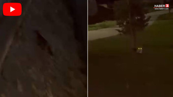 İstanbul'da beklenmedik misafir: Millet bahçesinin yanında onu görenler gözlerine inanamadı