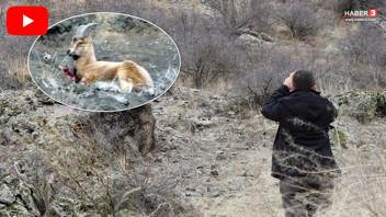 Vurup yaralı halde bırakmışlar... Türkiye'nin en eşsiz canlılarından biri bu halde görüntülendi