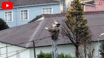 Türkiye'nin aylardır 4 gözle beklediği Afrikalı sevimli göçmenleri sonunda geldi