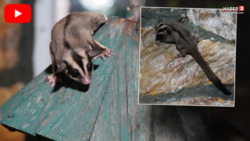 Antalya'da uçan sincap operasyonu! Doğanın en sıradışı canlıları ele geçirildi