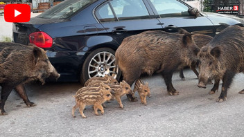 İzmir'de korkutan manzara: Yaban domuzları artık kedilerle aynı kaptan besleniyor