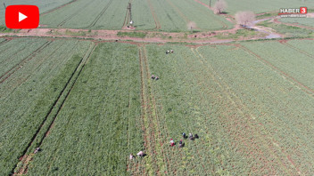 Türkiye'nin AB tescilli beyaz altınında rekor beklentisi... Korku ortadan kalktı, beklenti arttı
