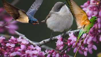 Türkiye'nin en sevimli göçmenleri geri döndü: 3 günde tam 120 farklı tür kamerada!