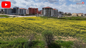 Marmara Bölgesi'nin topraktan fışkıran altını görsel bir şölene dönüştü!
