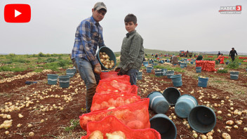 Sınırın sıfır noktasında dev hasat: Tarla fiyatı üreticinin yüzünü güldürdü, vatandaş endişeli!