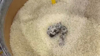 Markette iğrenç görüntü! Açıkta satılan pirincin içinden çıktı