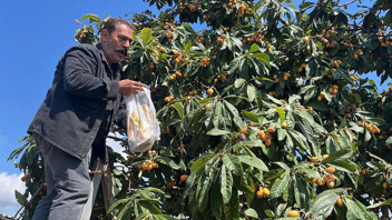 Köylünün geçim kaynağıydı, artık para etmiyor! Hepsini bedava dağıttı