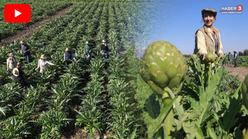 Tarlaya akademisyen eli değdi: Deneme amaçlı başladı, şimdi para basıyor!