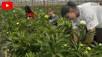 Tanesi 150 TL'den kapış kapış gidiyor: Altın çağını yaşayan o çiçek köşeyi döndürdü