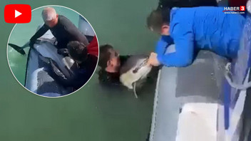 Samsun'da derede mahsur kalan yunusu dalgıç polisler kurtardı