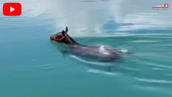 Fırat Nehri'nden efsanevi Van Gölü canavarına rakip çıktı! Bu da Fırat Nehri canavarı!
