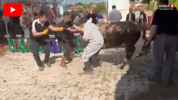 Kurbanlık tosun kaçmaya çalışırken kesim görevlisini havaya savurdu