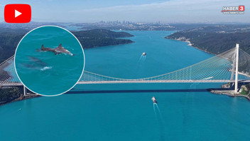 Turkuaza bürüne İstanbul Boğazı'nda belgeselleri aratmayan görüntüler