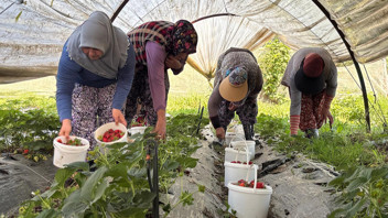 90 gündür beklenen an geldi: Tarlada 170 liradan satılıyor