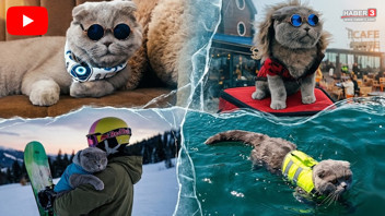 Veterinerlerin ''yaşaması imkansız'' dediği kedi, denize girdi, kayak yaptı...