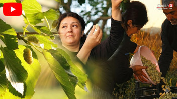 Evliya Çelebi'nin Seyahatnamesi'nde yer alan en lezzetli beyaz altında hasat başladı
