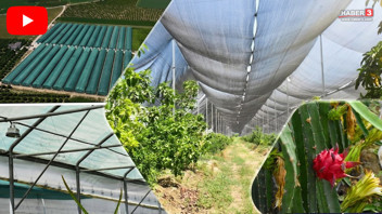 Burası Türkiye'nin ilk telli terbiyeli serası: Türkiye'de üretilip, Avrupa'ya ihraç ediliyor