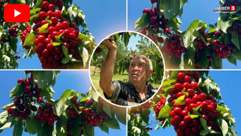 Türkiye'nin kırmızı altınında kırmızı alarm! Üretici de tüketici de dertli!