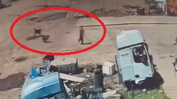 Başıboş köpeklerin saldırdığı çocuğu, ailesi kurtardı! Korku dolu anlar kamerada