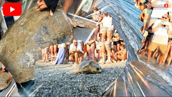 Türkiye'nin doğuştan engelli Caretta Carettası'na uydudan takip