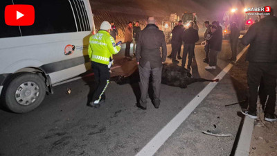 Milyonluk yarış tayları çiftlikten kaçtı; 8'i öldü, bazıları kayıp!