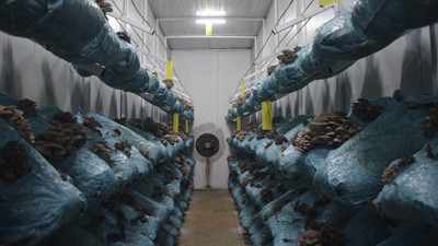 Genç avukatın hobisi mesleği oldu: Günde 1 tona yakın hasat yapıyor