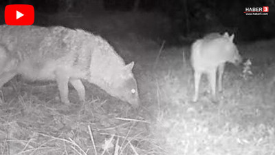 Doğa tutkunu gencin kurduğu foto kapanlar Marmara Bölgesi'nin gizemli canlılarını ortaya çıkardı