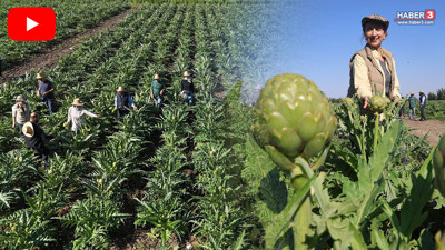 Tarlaya akademisyen eli değdi: Deneme amaçlı başladı, şimdi para basıyor!