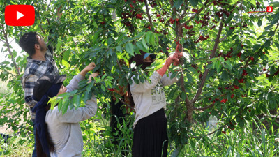 ''Türkiye'de olmaz'' denmişti... Artık Adana'dan tüm Avrupa'ya ihraç ediliyor!