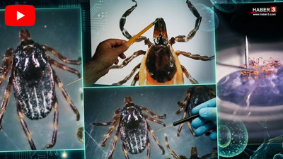 Uzmanından uyarı: Yazın sessiz katili kenelerin en çok gizlendiği yerler belli oldu!