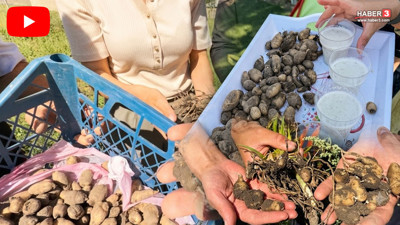 Türkiye'nin kilosu 15 bin TL'yi bulan eşsiz şifa kaynağı bir ilimize umut oldu