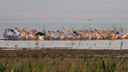 Türkiye'nin bir yeni kuş cenneti daha ortaya çıktı
