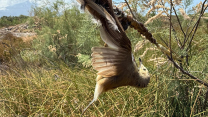 Kuş Cenneti'nde saç baş yolduran vahşet kamerada!