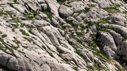 Türkiye'nin ''zirvelerin gerçek sahibi'' sevimli canlıları havadan görüntülendi