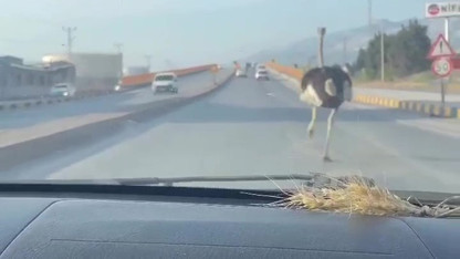 Burası Afrika değil, Türkiye! Trafikte garip anlar... Çiftlikten kaçtı trafiği birbirine kattı!
