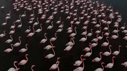 Van'ın gizli cennetinde konaklayan ve güzellikleriyle büyüleyen narin misafirler kamerada