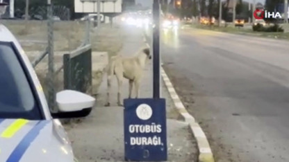 İnsanın insana yağmadığını bir köpek bir diğer köpeğe yaptı!