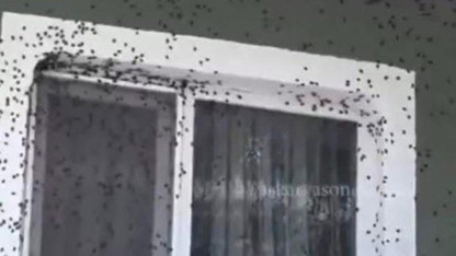 Vatandaşı canından bezdiren istila kamerada: Evlerde, araçlarda her yerde onlar var!