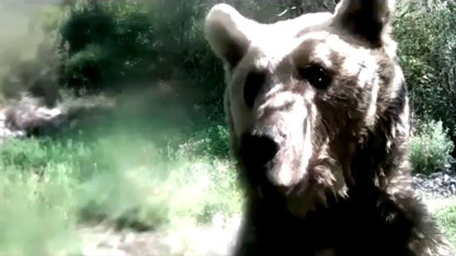 Ormanda yavrularıyla dolaşan ayı, fotokapana böyle saldırdı