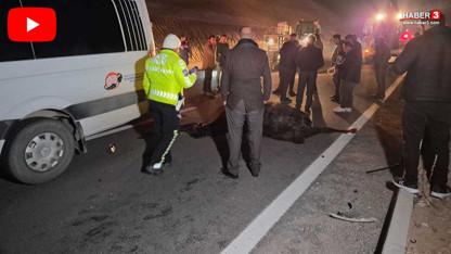 Milyonluk yarış tayları çiftlikten kaçtı; 8'i öldü, bazıları kayıp!