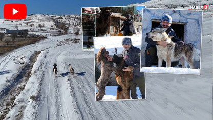 Çocukluk hayalini gerçekleştiren bir vatandaş kurttan eşeğe onlarca hayvanla ortak bir hayat kurdu!