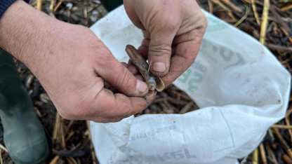 Para verip alıyorlardı, fırtınayla birlikte binlercesi sahile vurdu