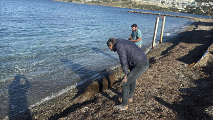 Dünyada sadece 900 tane var: Bodrum'da kıyıya çıkıp güneşlenirken görüntülendi