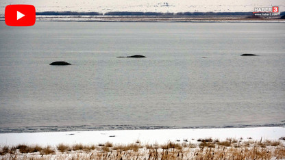 Türkiye'nin coğrafi haritası değiştiren gelişme... Van Gölü yok oluyor, adacıklar ortaya çıktı!