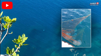 Yaz yaklaşırken Antalya'da korkutan manzara: 5 metrekareye bir tane düşüyor!