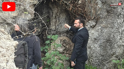 Bodrum'da doğada yapılan yürüyüşte tesadüfen doğanın bir devi keşfedildi: Tam 19 metre çapında