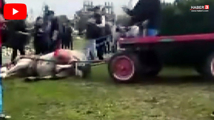 İnfial yaratan dehşet! Atını bayıltana kadar döven caniler hayvan barınağında çalışacak!